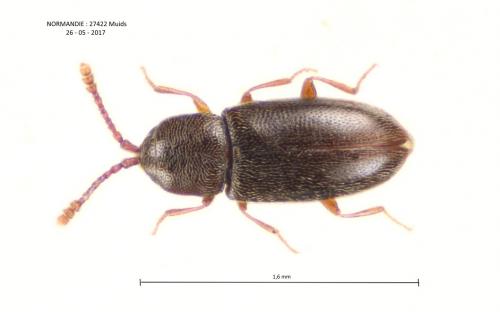 Atomaria sp.